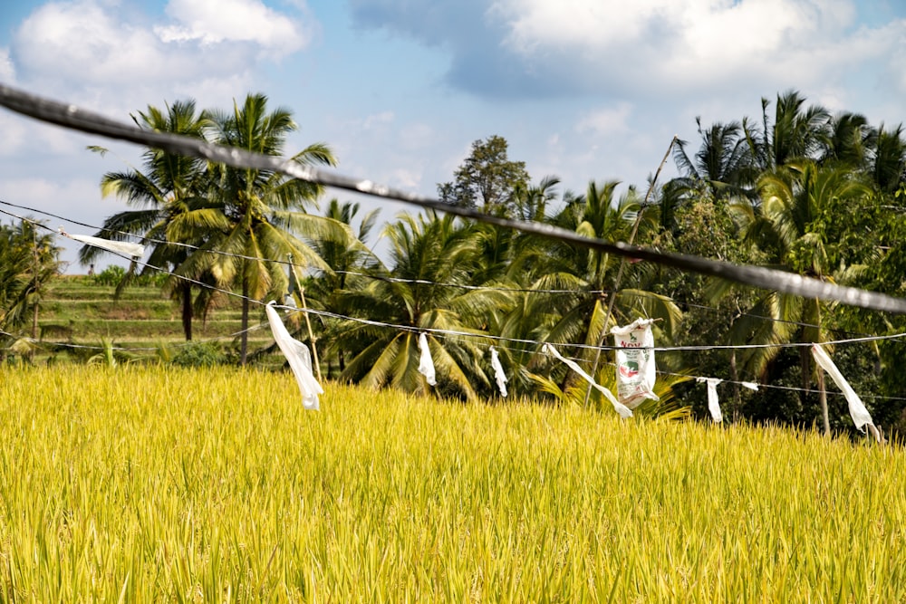 yellow rice field surrounded with coconut trees under blue and white skies during daytime