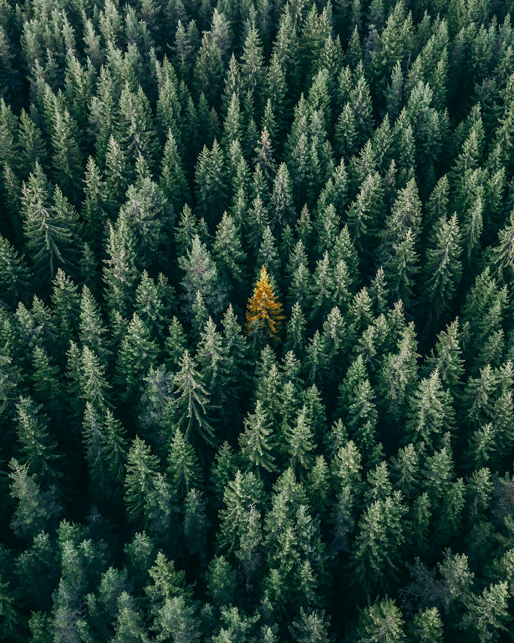 aerial photo of pine trees