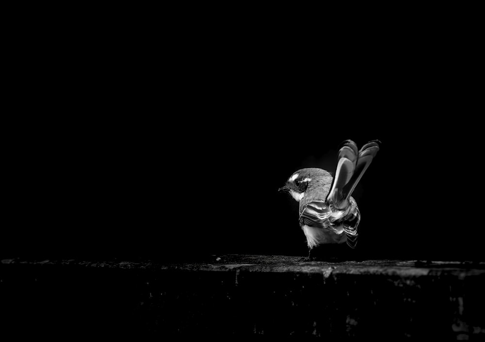 grayscale photography of small-beaked bird