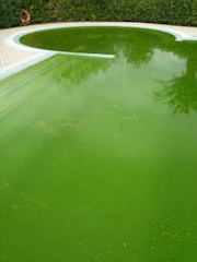A swimming pool with green, murky water indicates algae growth, surrounded by a patio with a life buoy mounted on the fence.