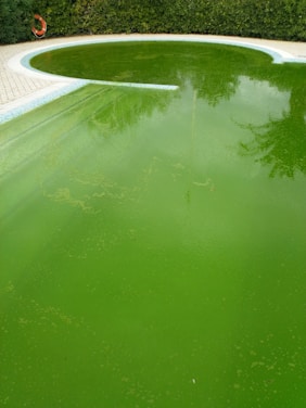 A swimming pool with green, murky water indicates algae growth, surrounded by a patio with a life buoy mounted on the fence.