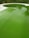 A swimming pool with green, murky water indicates algae growth, surrounded by a patio with a life buoy mounted on the fence.