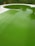 A swimming pool with green, murky water indicates algae growth, surrounded by a patio with a life buoy mounted on the fence.