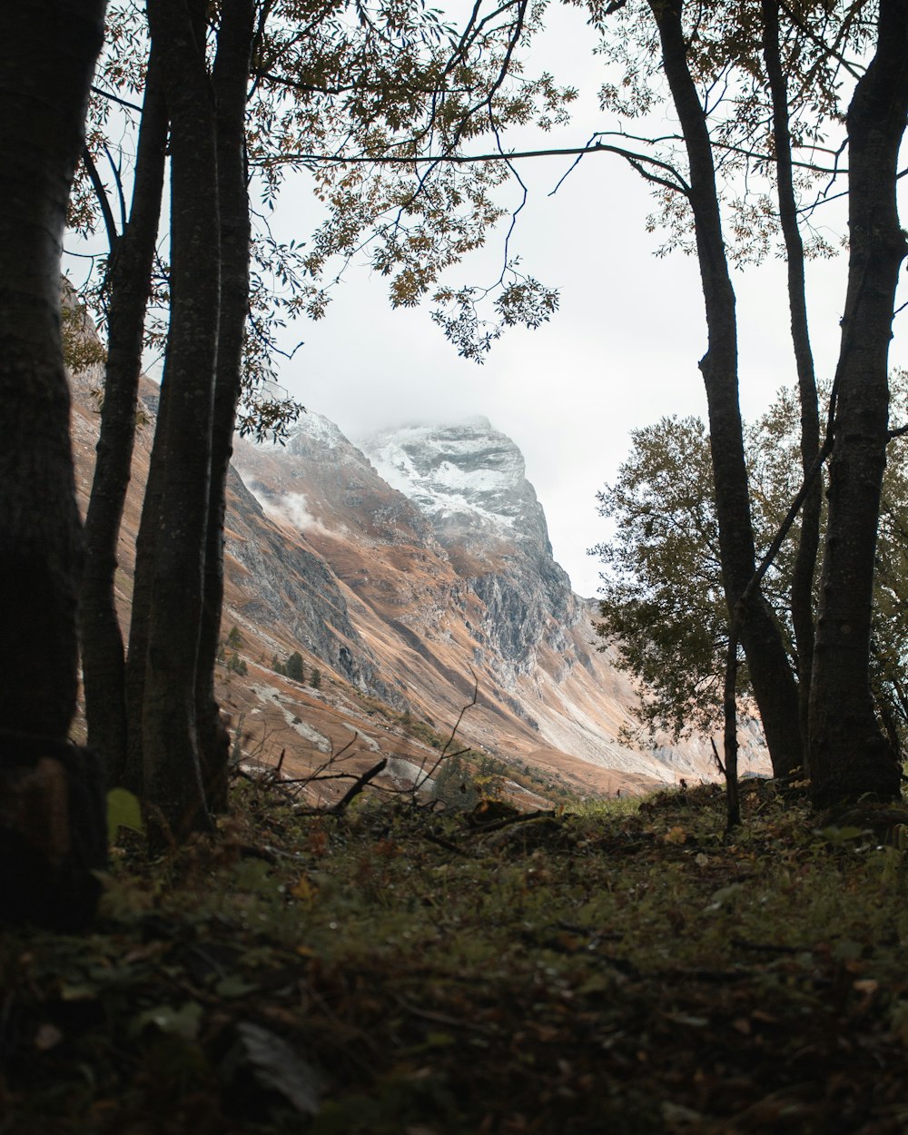 a view of a mountain through some trees