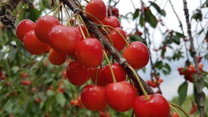 A cluster of ripe, red cherries hangs from a branch surrounded by green leaves. The cherries appear glossy and vibrant, capturing the sunlight. The background is slightly blurred with more cherry trees and some sky visible.