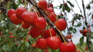 A cluster of ripe, red cherries hangs from a branch surrounded by green leaves. The cherries appear glossy and vibrant, capturing the sunlight. The background is slightly blurred with more cherry trees and some sky visible.