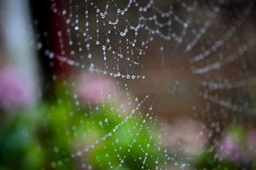 Dew-covered spider web with glistening droplets throughout its intricate pattern, set against a blurred background of greenery and pink hues.