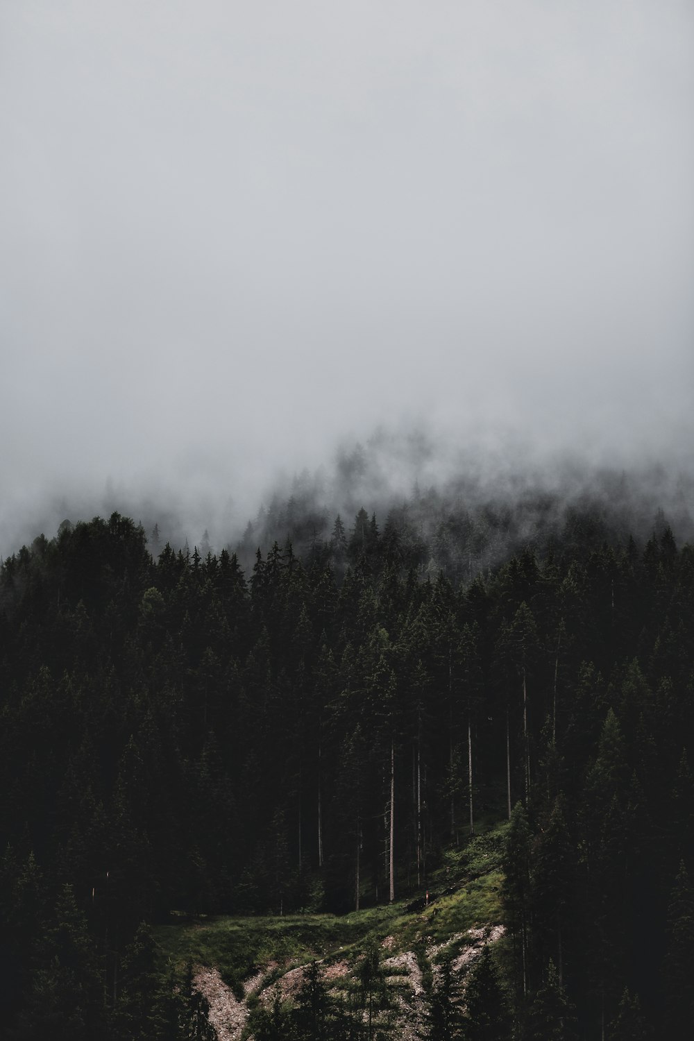 aerial photography of green field surrounded with tall and green trees covered with fogs