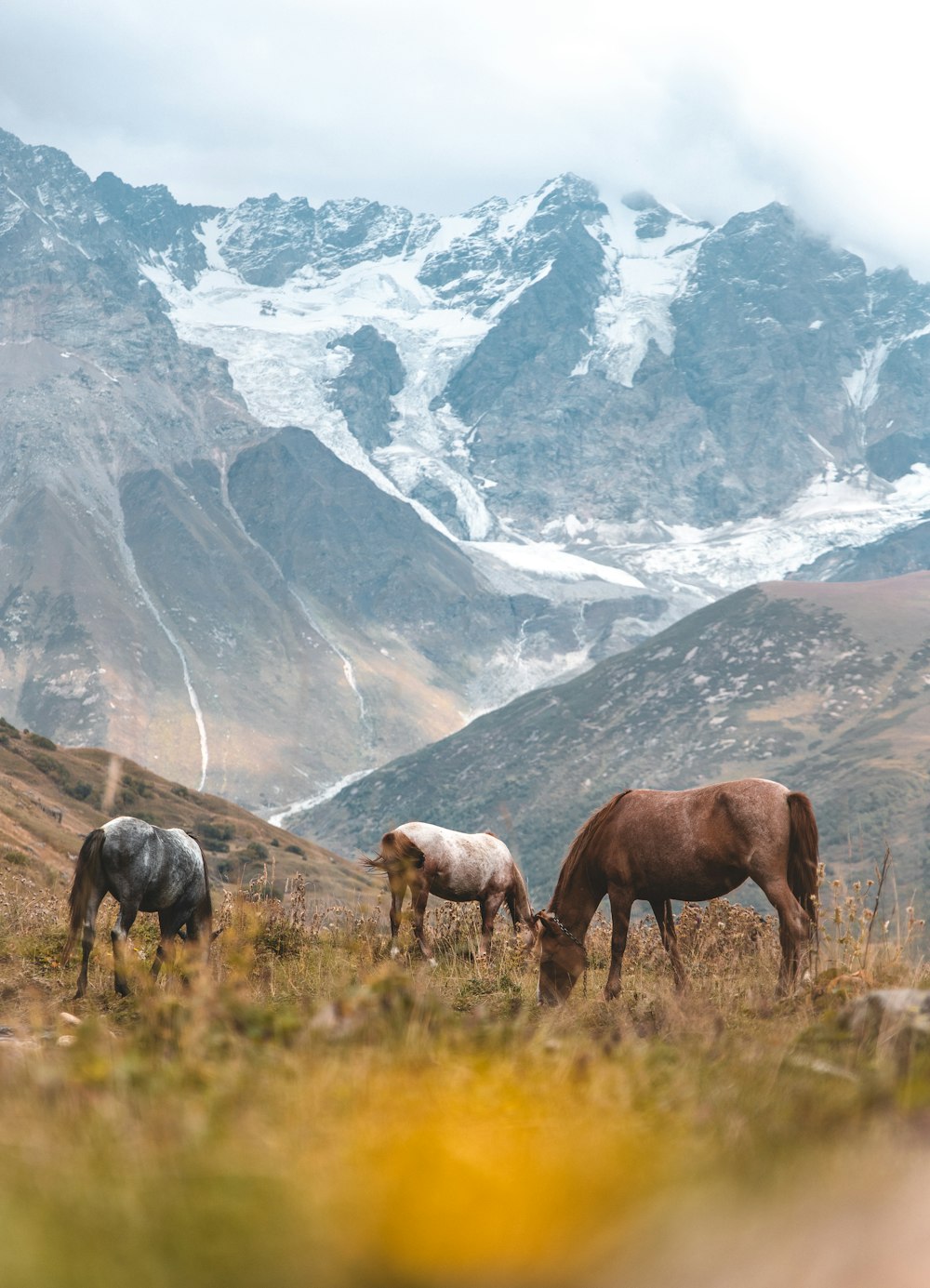 Tres caballos comiendo hierba cerca de una montaña nevada