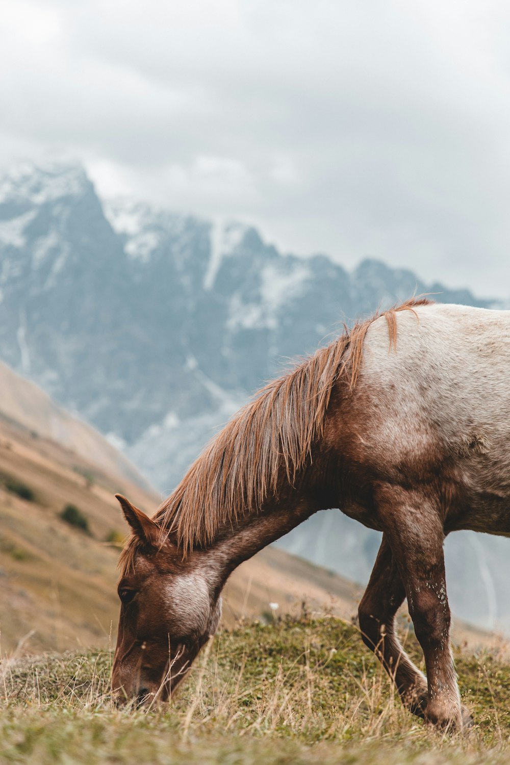 Braunes Pferd auf Wiese Foto