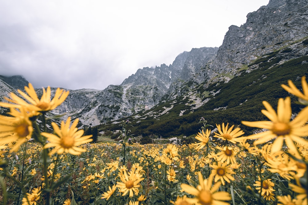 champ de fleurs à pétales jaunes