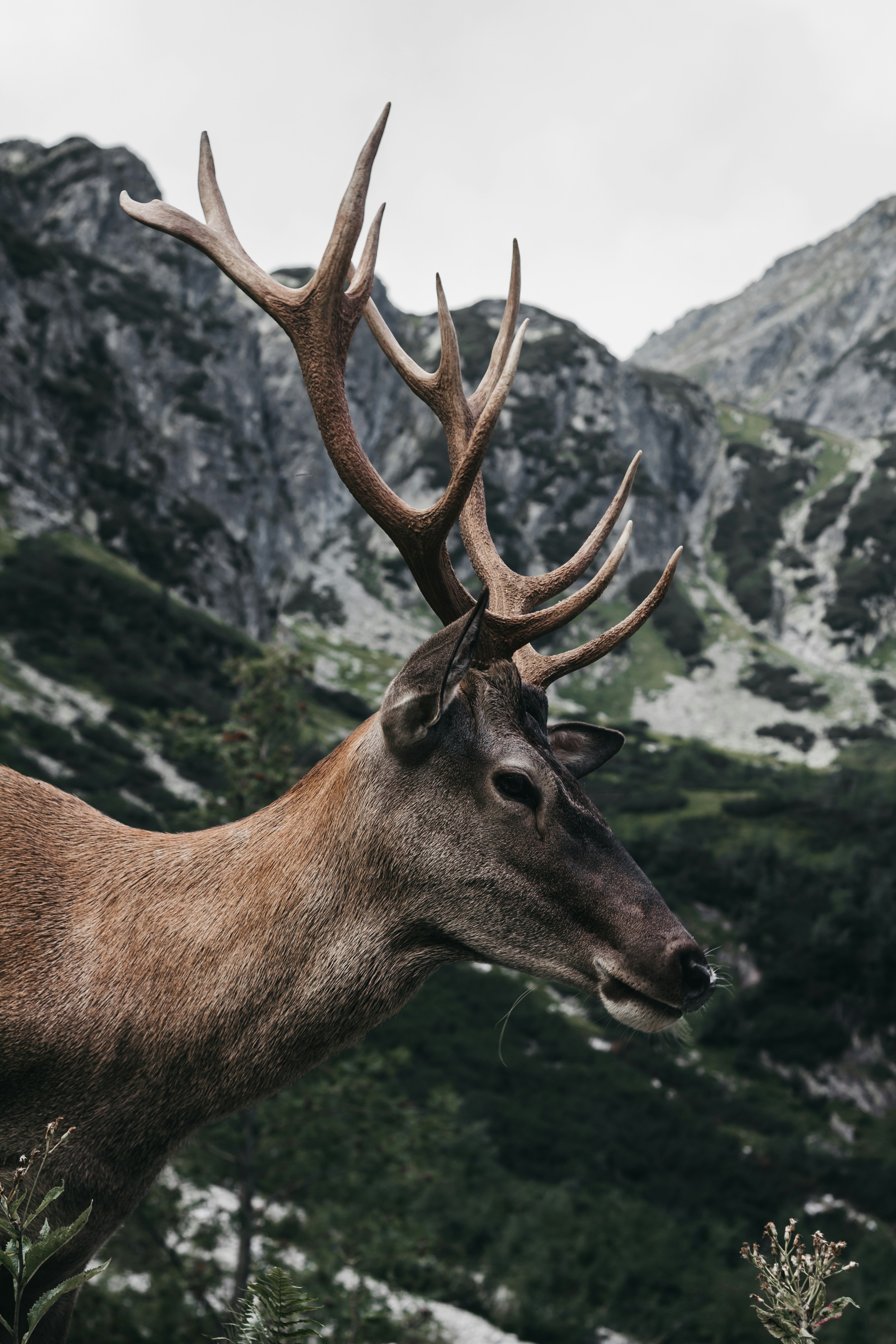 brown moose in green field viewing mountain