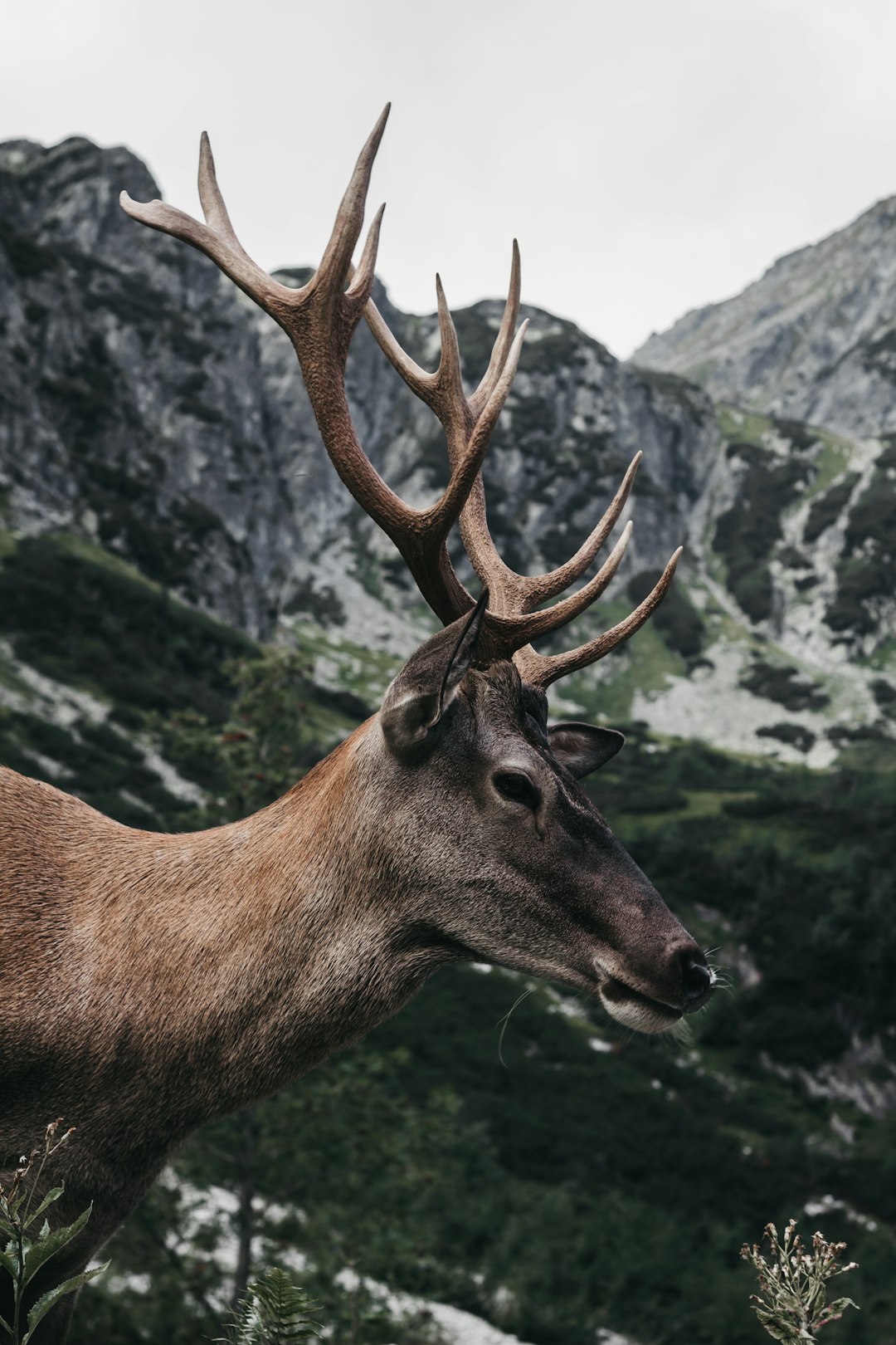  brown moose in green field viewing mountain elk