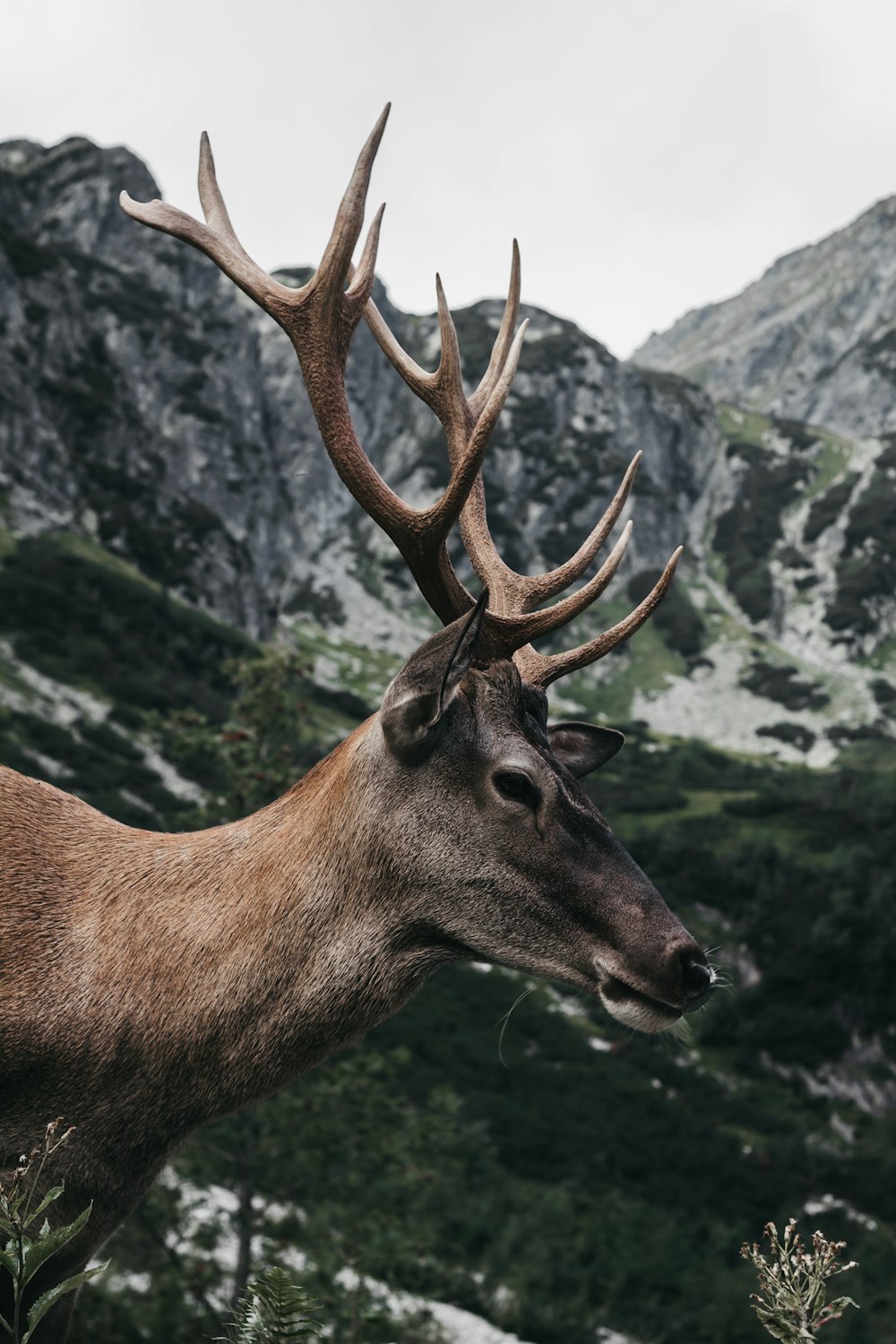 brown moose in green field viewing mountain