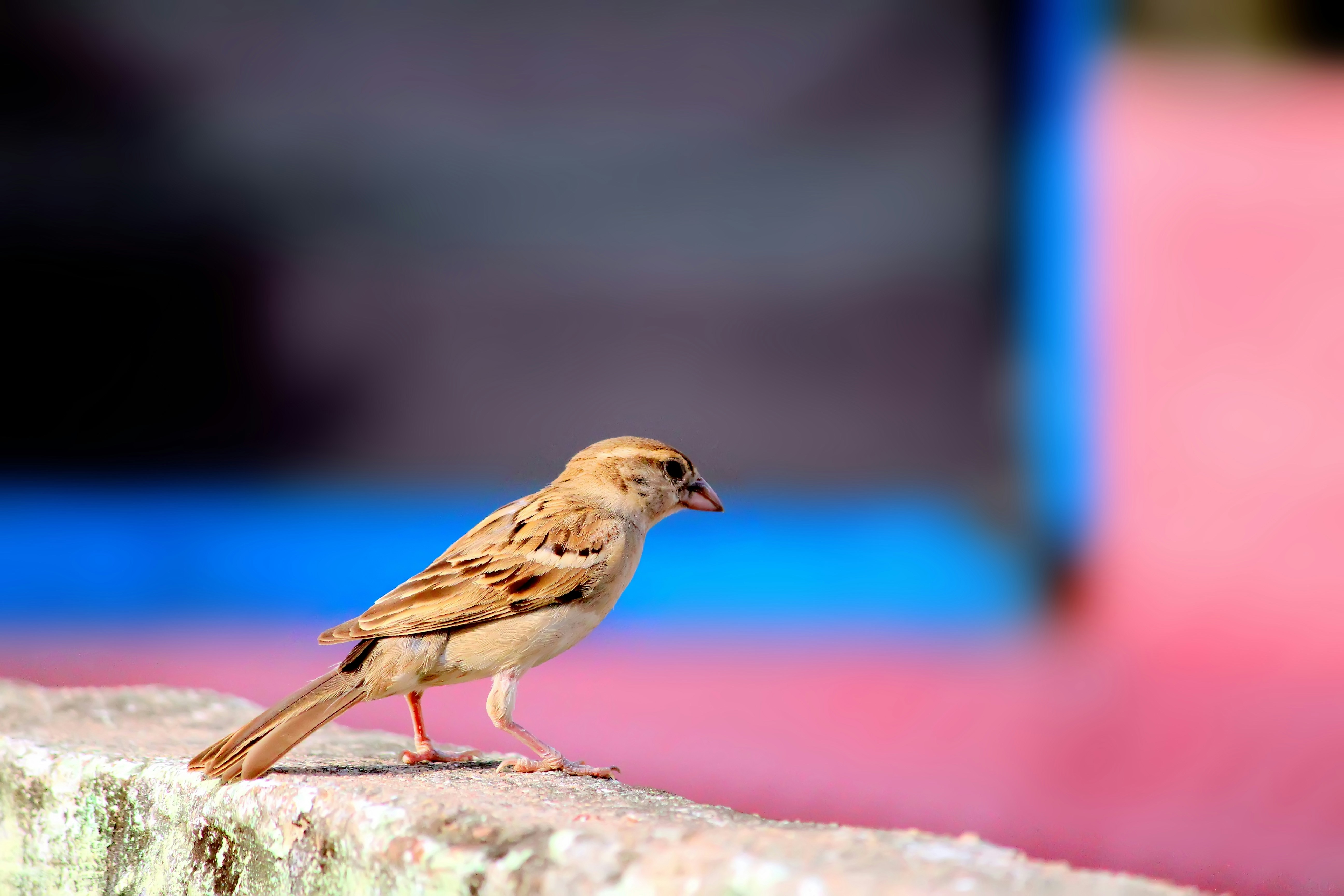 Photo by himshekgraphy