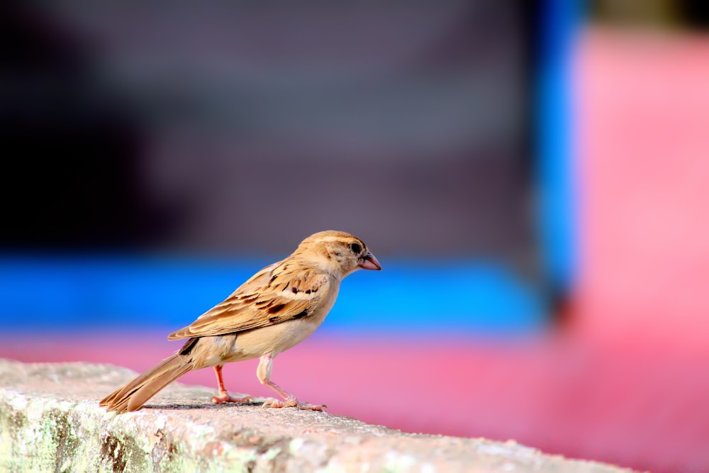 brown house sparrow