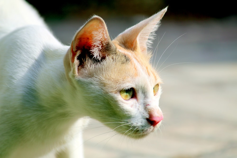 short-fur white and orange cat