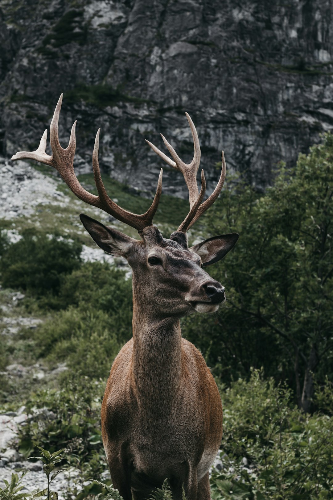 brown moose in green field