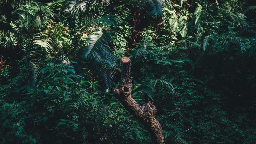 green-leafed tree