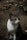 A stray cat with a white and gray coat sits on a dirt pathway. The background features rough, earthy textures and scattered debris. The cat gazes off to the side, appearing calm and observant.