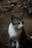 A stray cat with a white and gray coat sits on a dirt pathway. The background features rough, earthy textures and scattered debris. The cat gazes off to the side, appearing calm and observant.