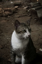 Caring for Stray Cats: Join Our Mission in the Philippines