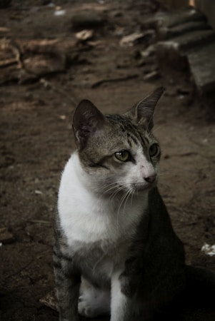 Caring for Stray Cats: Join Our Mission in the Philippines