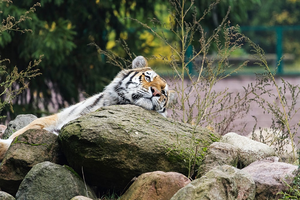 Bengal tiger on rock