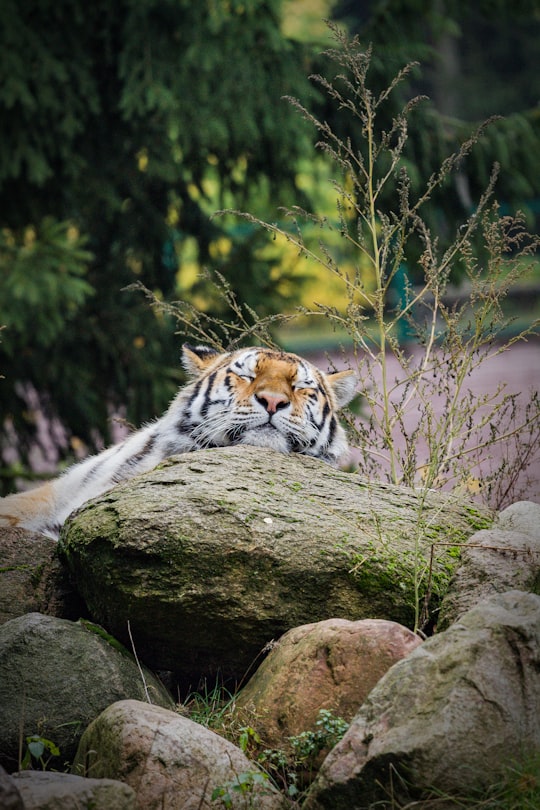 Zoologischer Garten Eberswalde things to do in Tiergarten