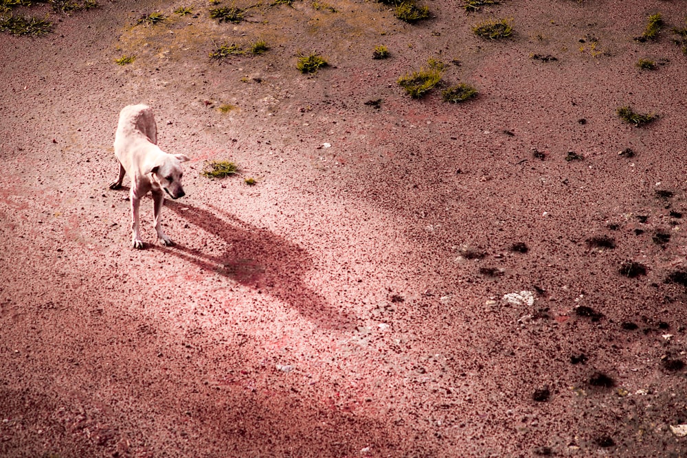 cão em pé no chão