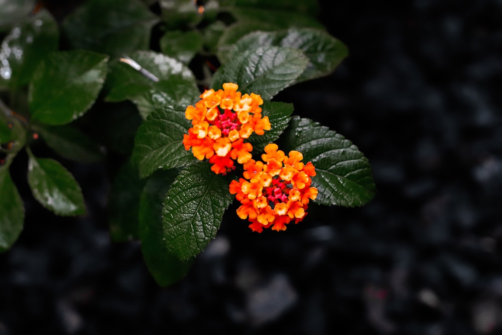 flores de pétalos de naranja