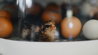 brown chick on focus photography