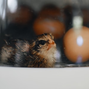 brown chick on focus photography