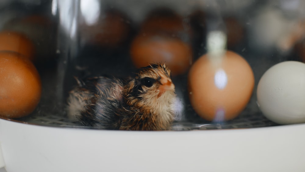 brown chick on focus photography