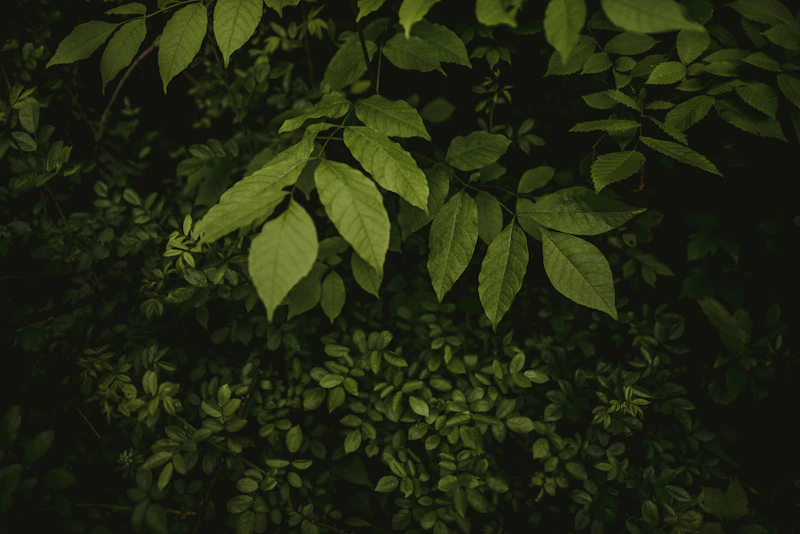 Kulit Buku Sistem siraman pokok automatik menggunakan sensor kelembapan