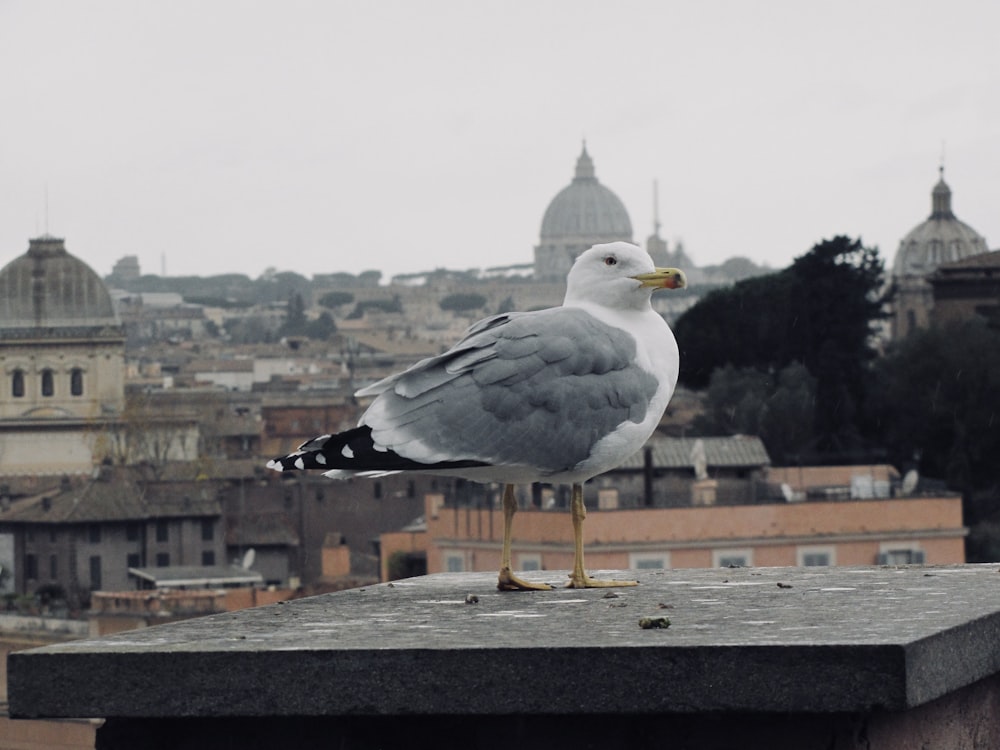 white and gray seagull on concrete surface