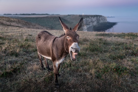 brown donkey in Étretat France