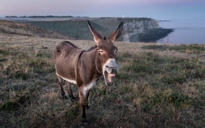 brown donkey