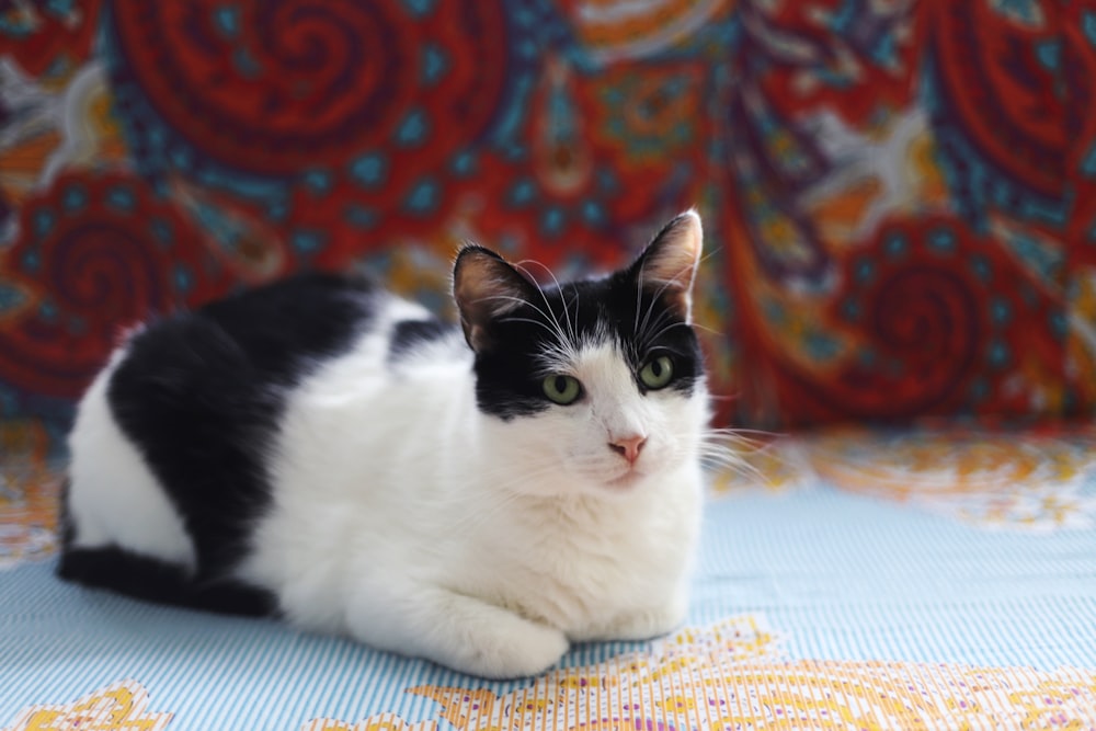 white and black coated cat