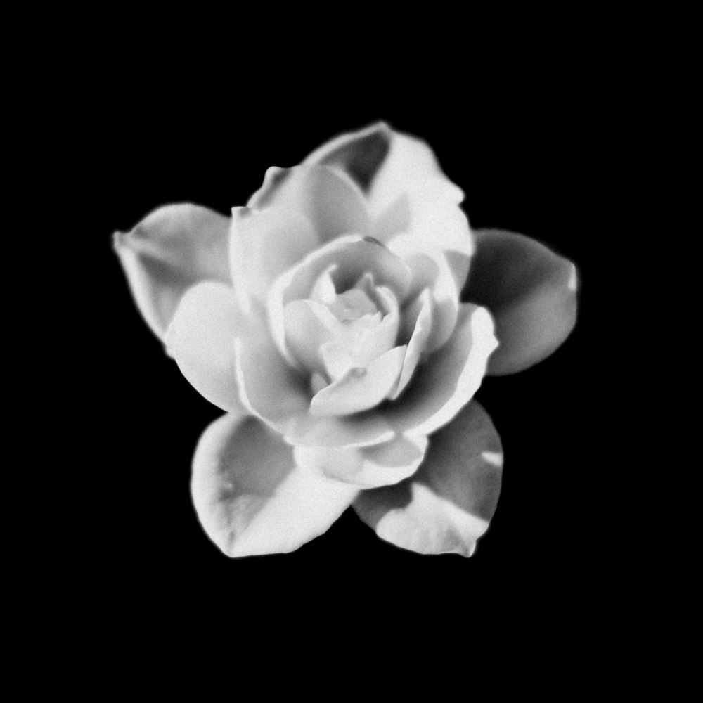 grayscale photo of flower