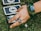 A hand adorned with a large green bracelet and a detailed silver ring explores tarot cards laid on lush green grass. Daisies are interspersed in the surroundings, adding a natural element. Tarot card designs are visible, indicating a mystical or fortune-telling theme.
