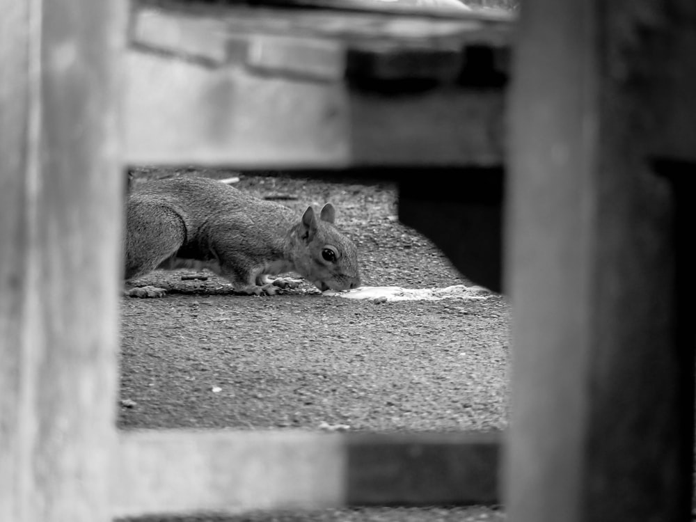 a black and white photo of a squirrel