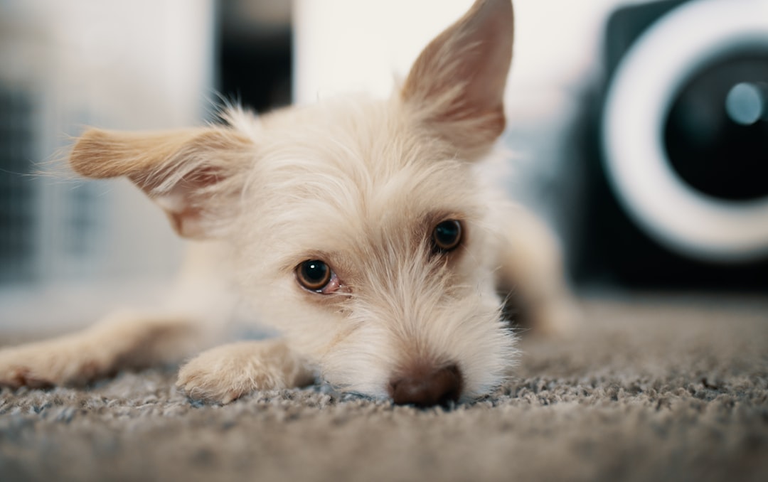 shallow focus photo of long-coated white puppy