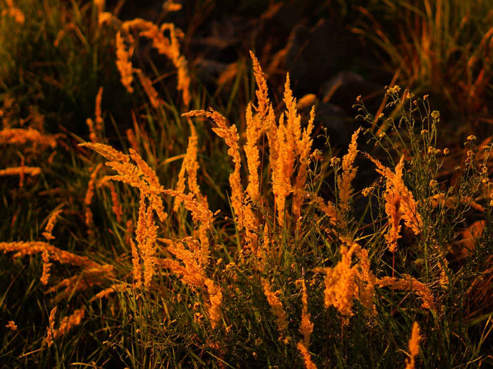 yellow flowers