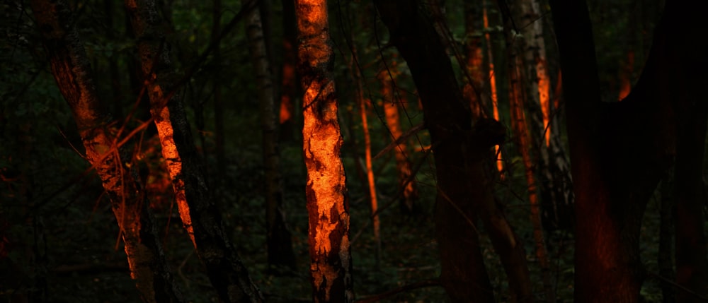 a forest filled with lots of tall trees