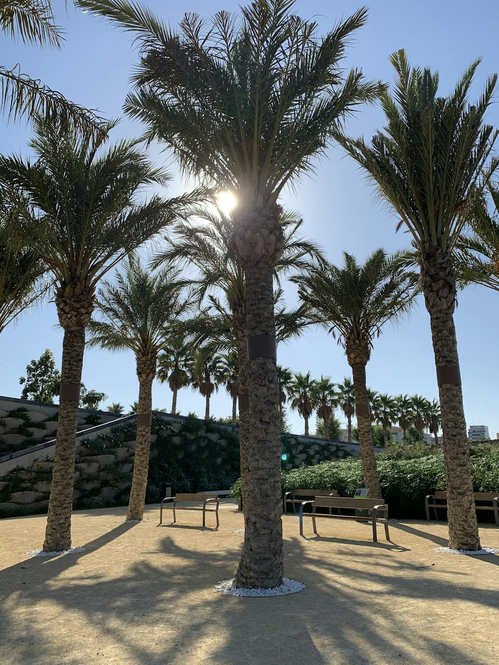 green-leafed palm trees during daytime