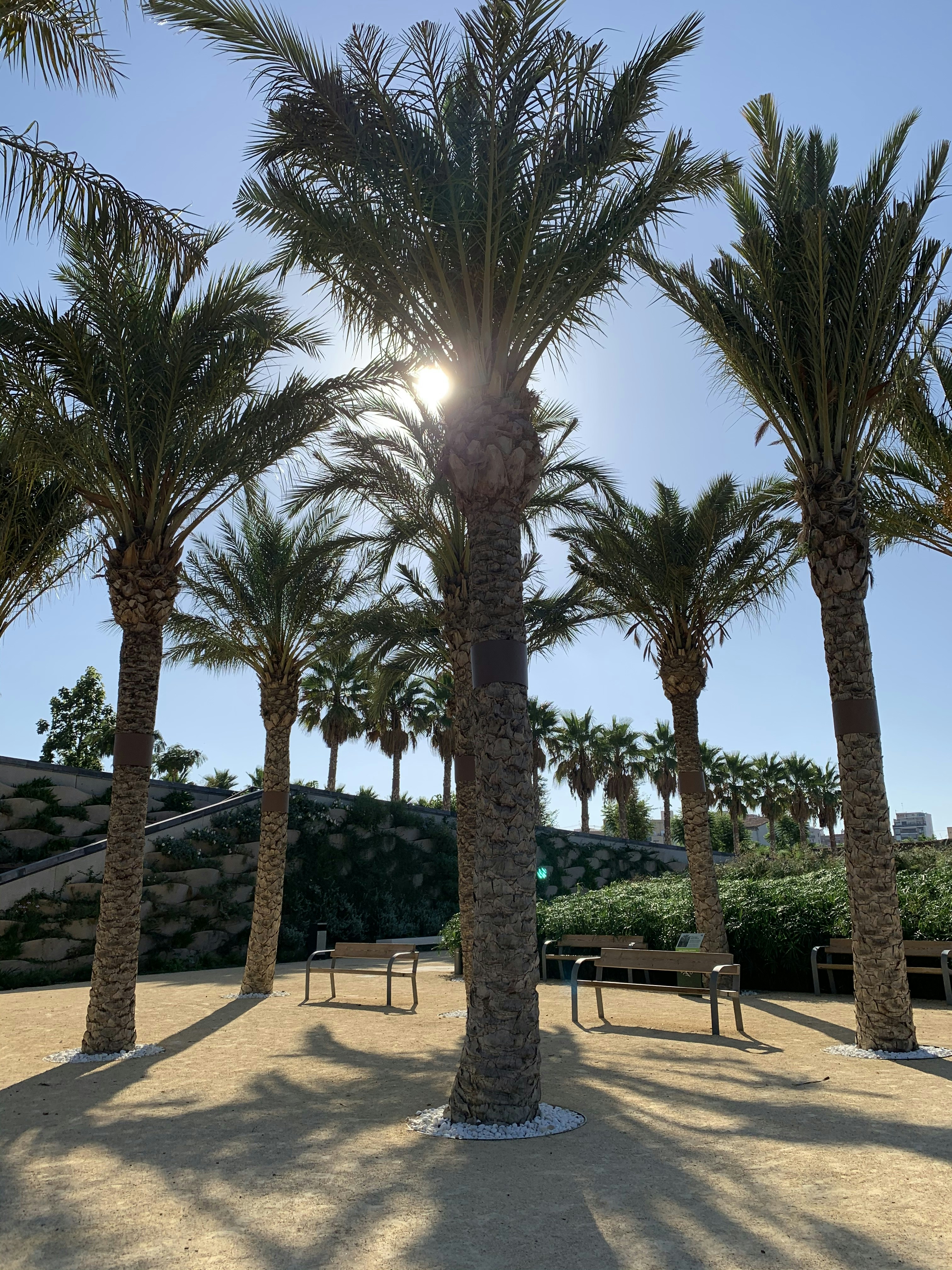 Palmtrees in a park in Valencia, Spain