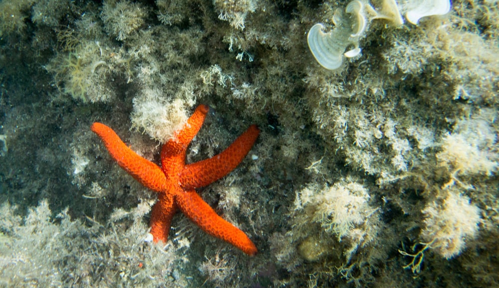 orange starfish