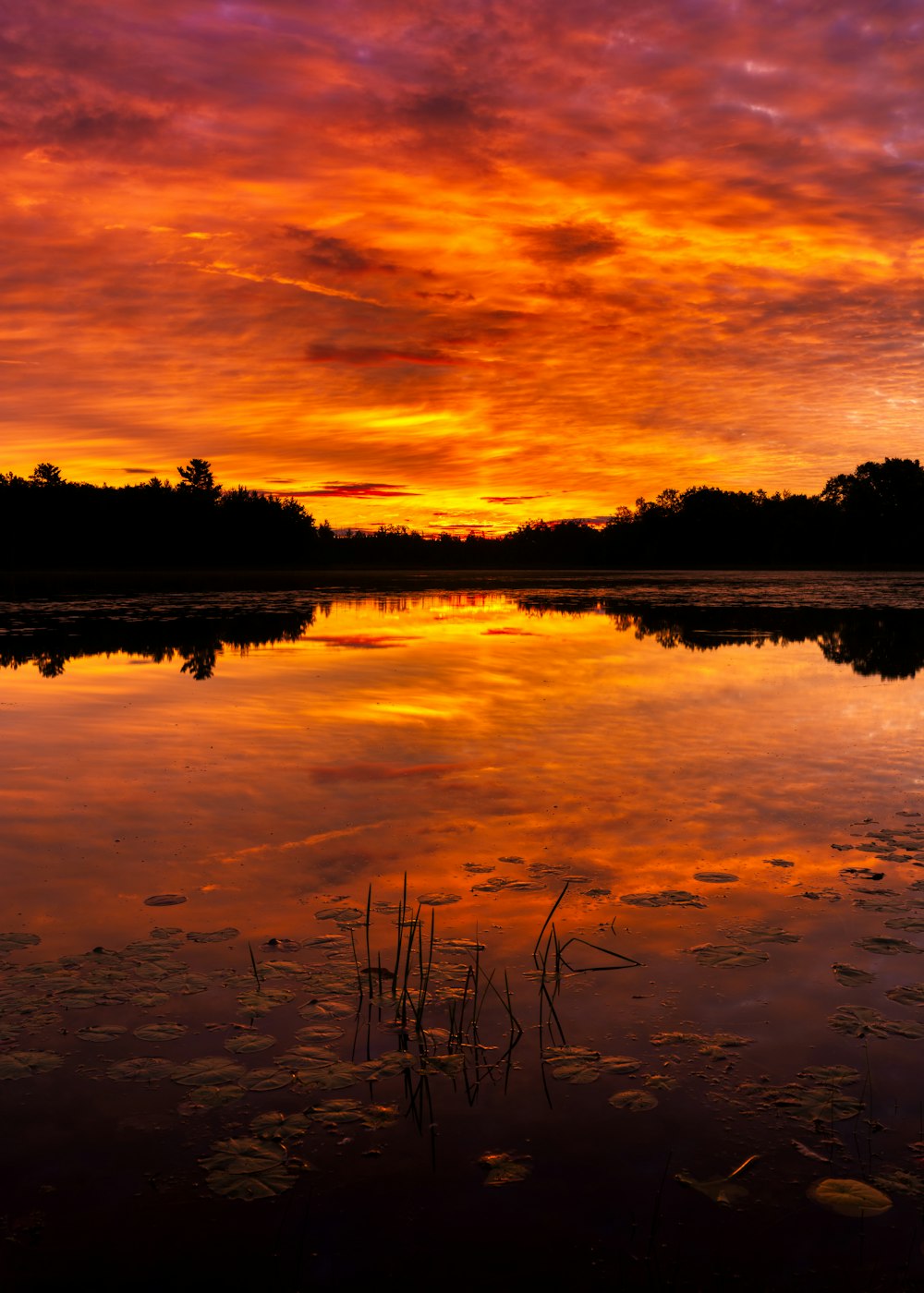 body of water surrounded with tall and green trees under orange skies