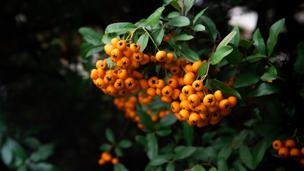 orange fruits with green leaves